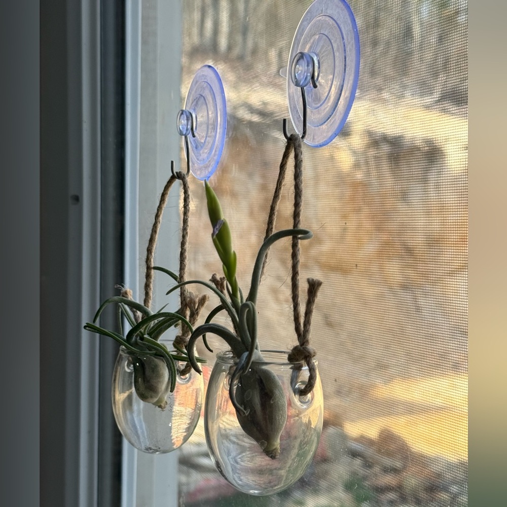 Hanging Glass Bulb Planter Pair with suction cup hangers - Clear
